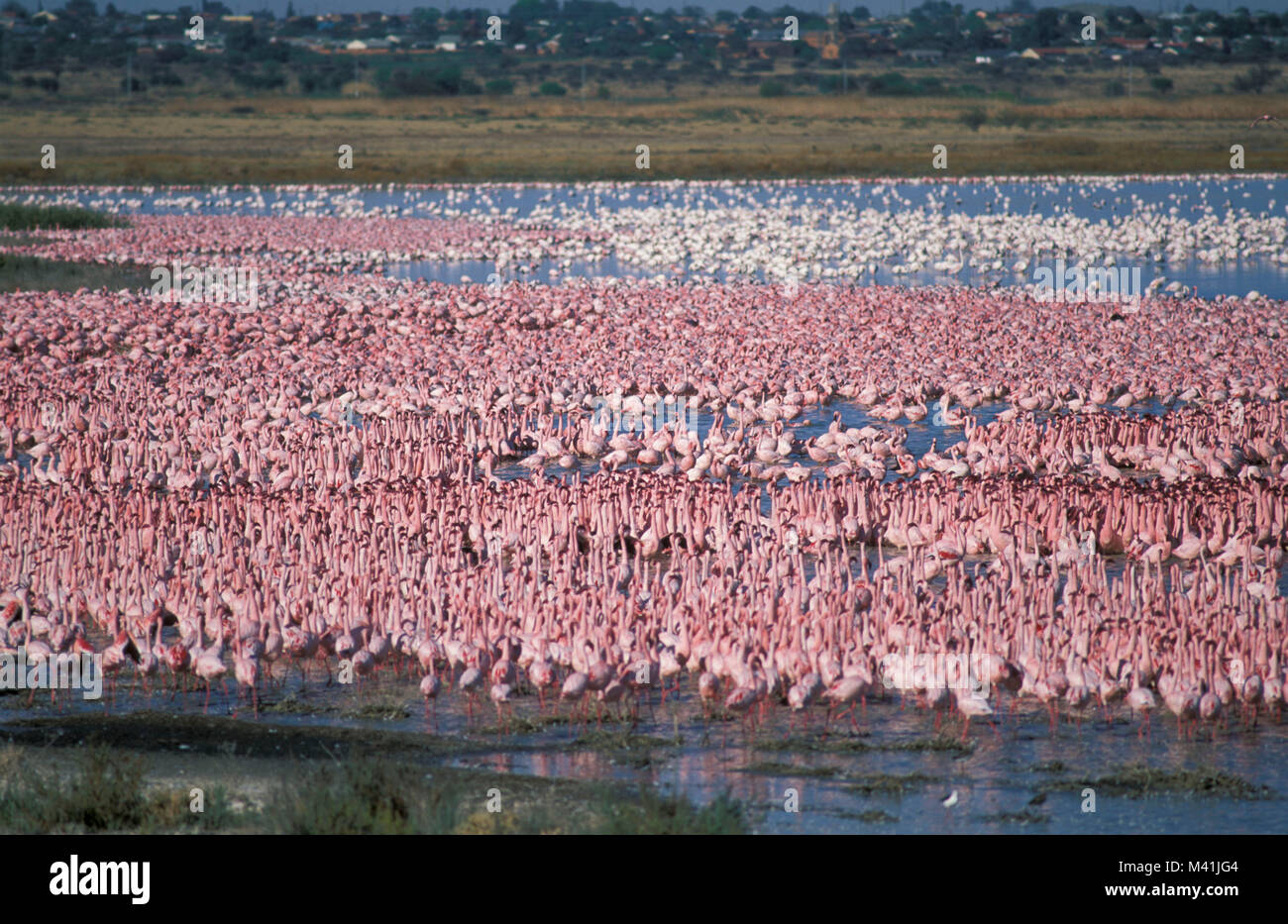 South Africa. Near Kimberley. Greater and lesser flamingos. Stock Photo