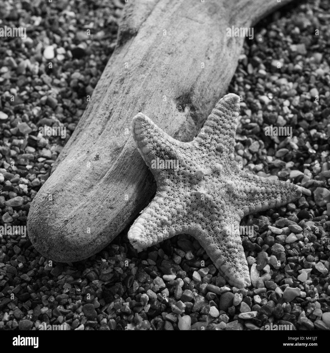 Black and white still life of shells and other seaside objects