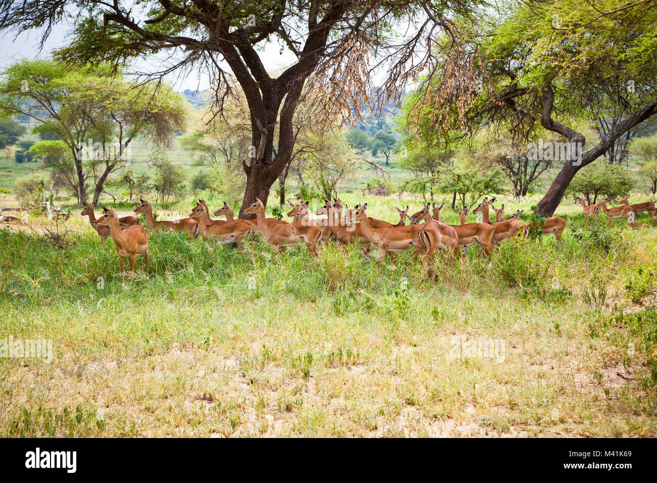 Tree shade animal africa hi-res stock photography and images - Alamy