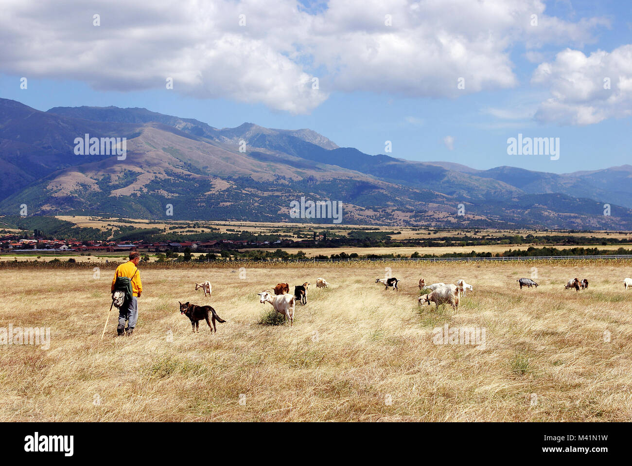 Bulgaria, Rila, shepherd and his goats flock Stock Photo - Alamy