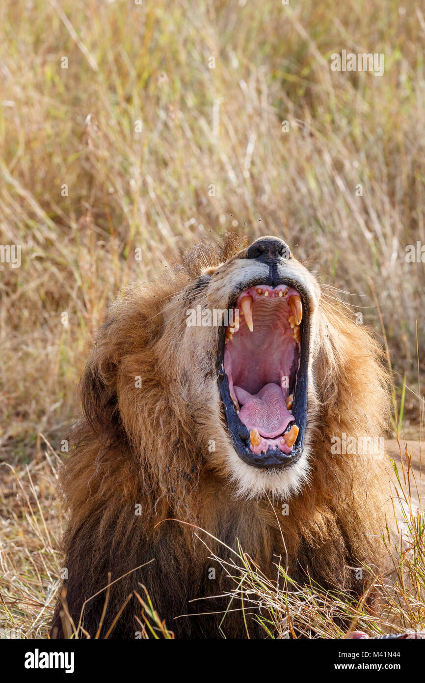 Big 5: Male Mara lion (Panthero leo) yawning, mouth wide open showing pink tongue and fearsome canine teeth (lower teeth broken), Masai Mara, Kenya Stock Photo