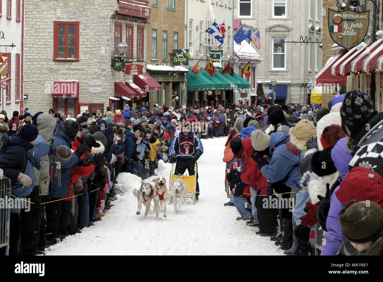 Canada, Quebec Province, Quebec city Winter carnival, dog sledding in