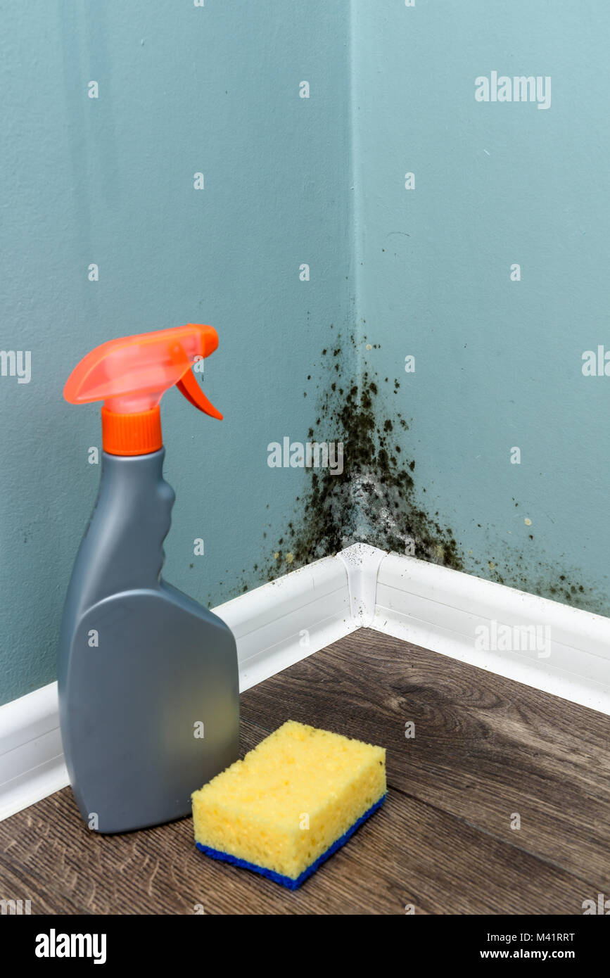 Spray bottle and sponge near black mould wall Stock Photo
