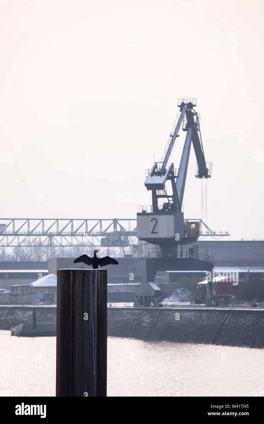 Europe, Germany, Cologne, crane in the Rhine harbor in the district Deutz, cormorant  Europa, Deutschland, Koeln, Kran im Deutzer Hafen, Kormoran. Stock Photo