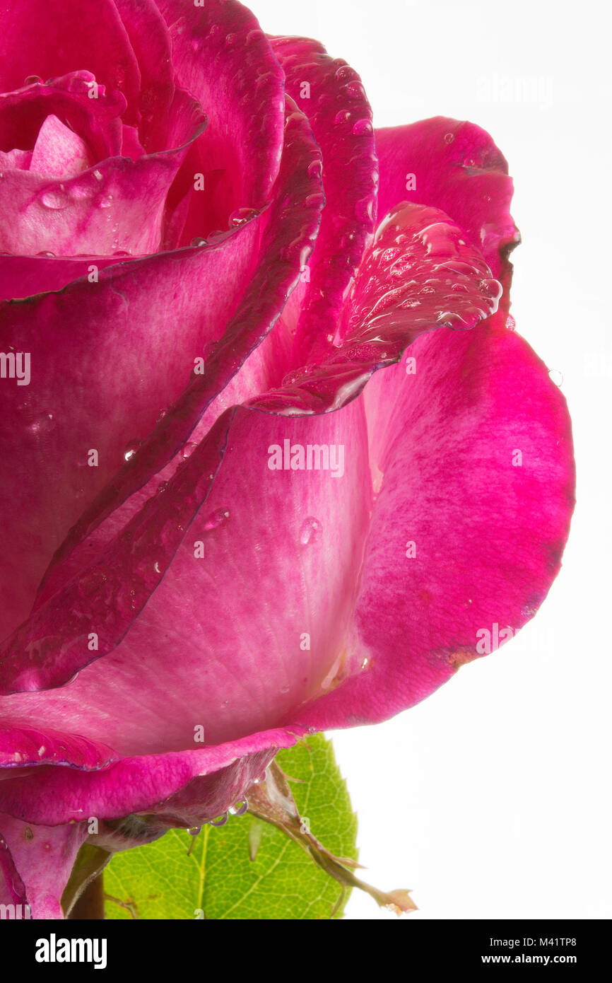 Close-up of a beautiful, red rose with dew or raindrops on the petals ...