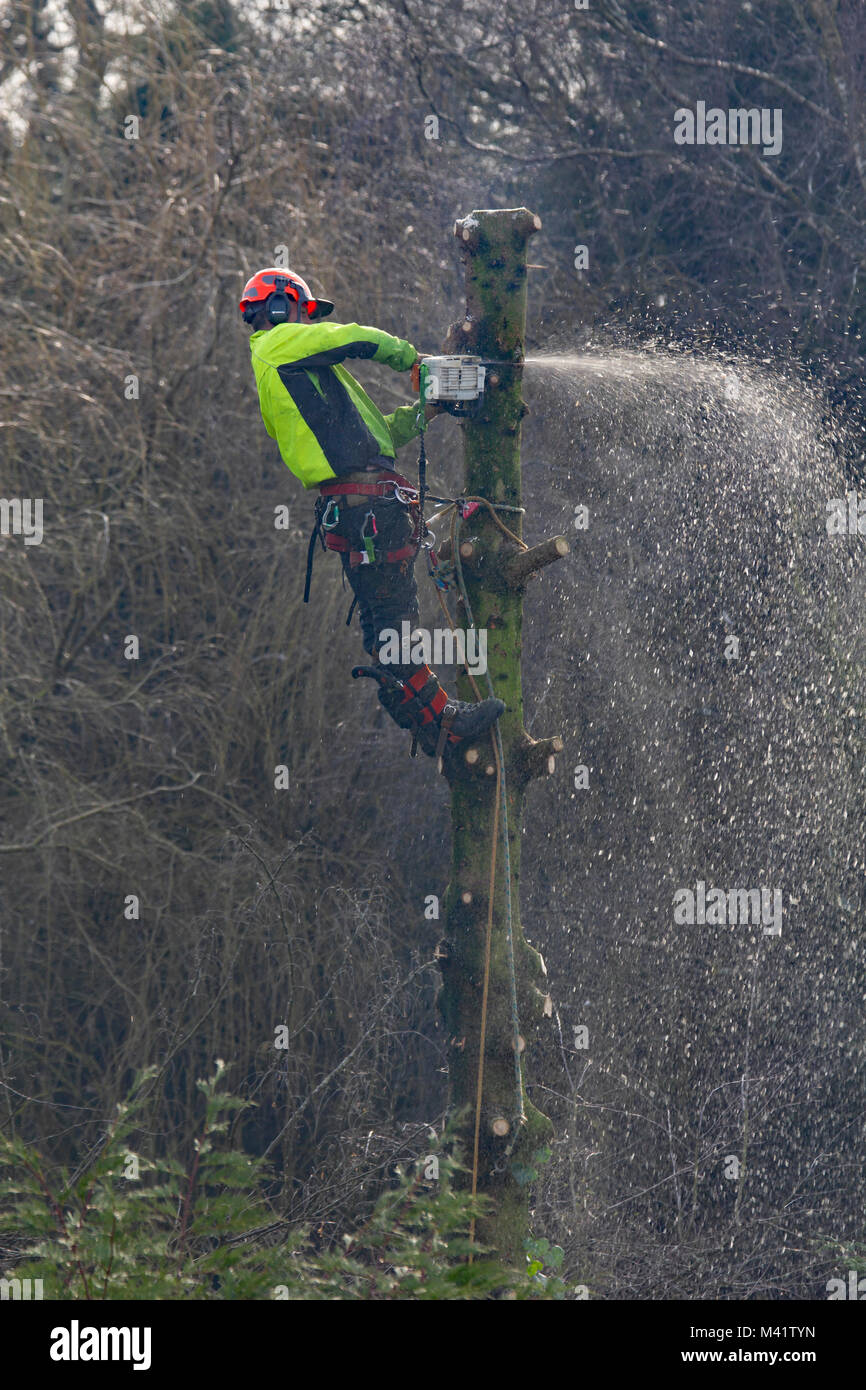 Lumberjack or tree surgeon suspended by ropes cutting down a tree with a chainsaw. Stock Photo