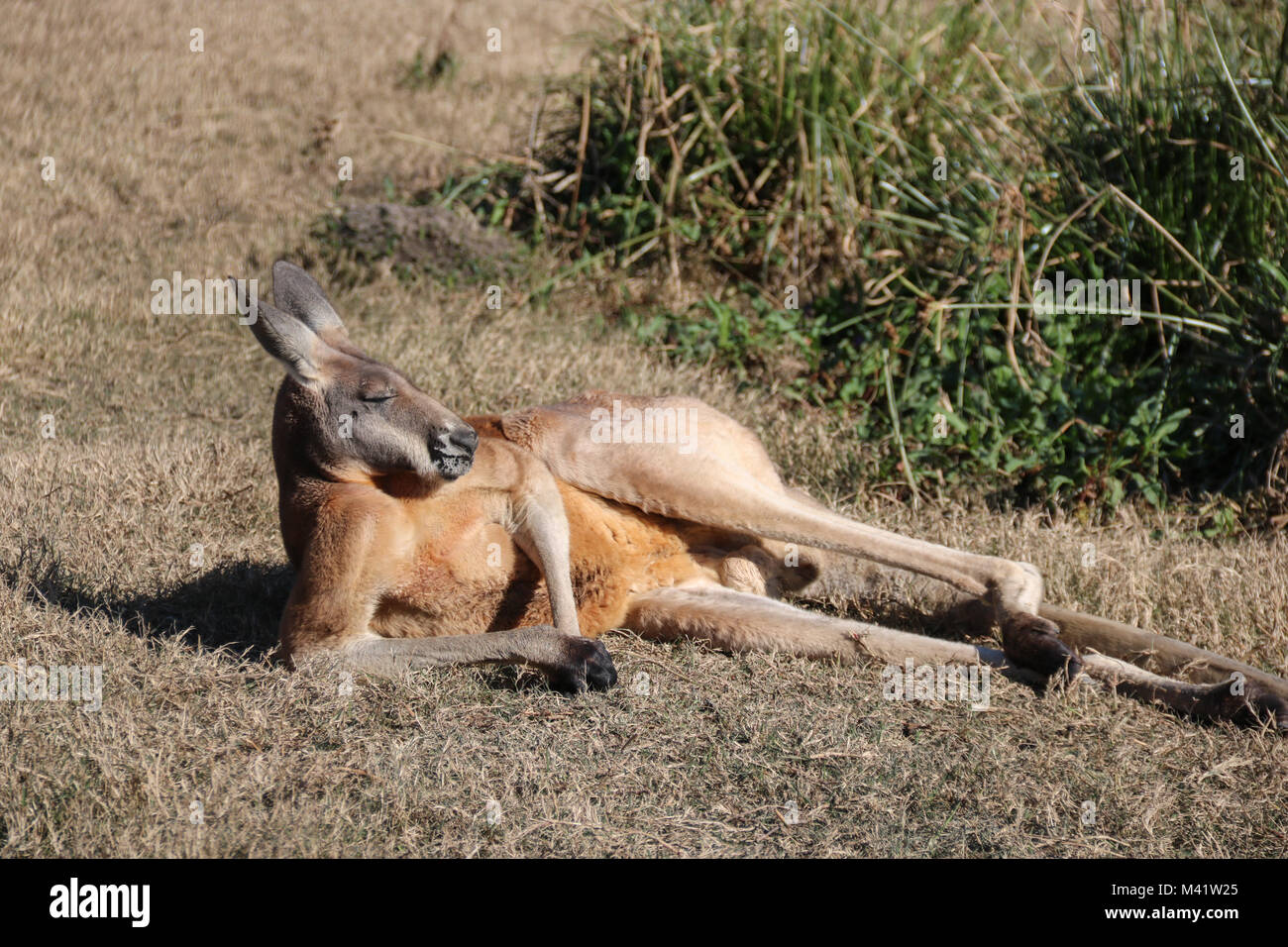 Kangaroo Relaxing in the sun Stock Photo