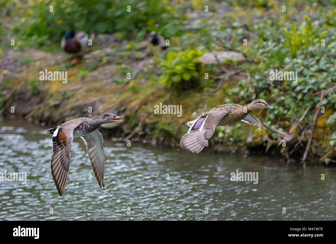 Left is Gadwall Duck (Anas strepera), right maybe Gadwall or Mallard, both possibly hybrids, flying low over water in Spring in West Sussex, UK. Stock Photo