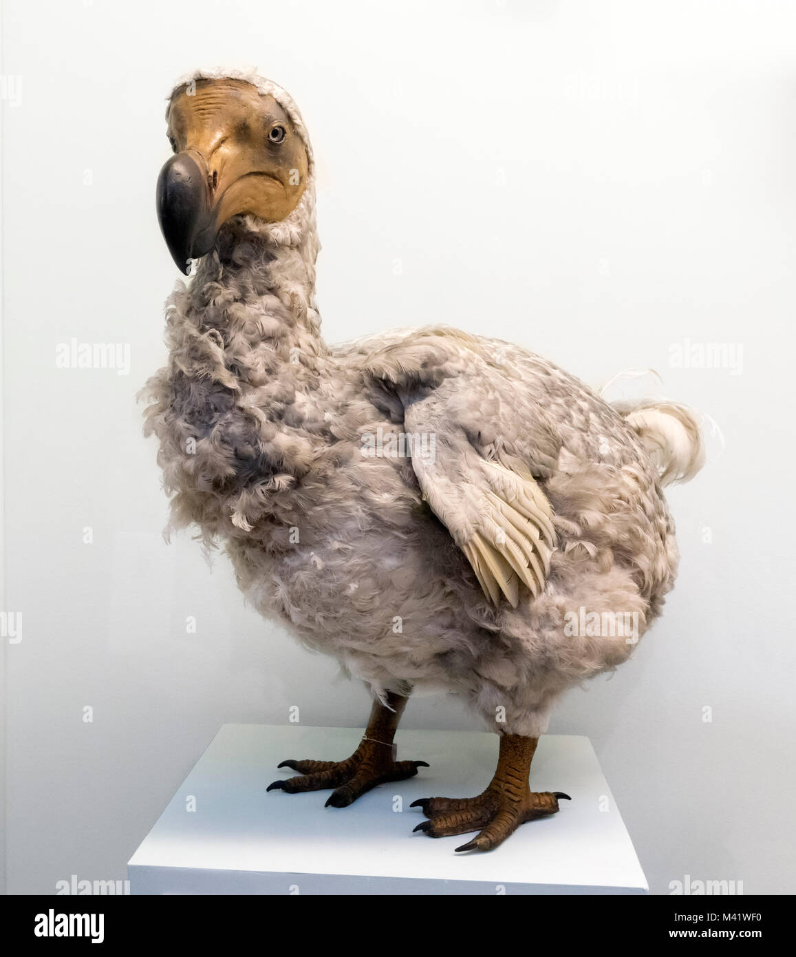 Dodo (Raphus cucullatus). Life size model in the Natural History Museum, London. Stock Photo