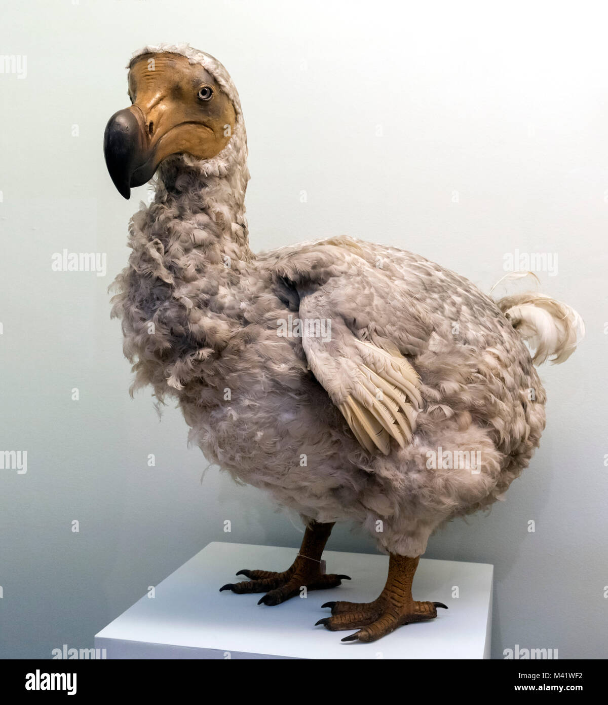 Dodo hi-res stock photography and images - Page 3 - Alamy