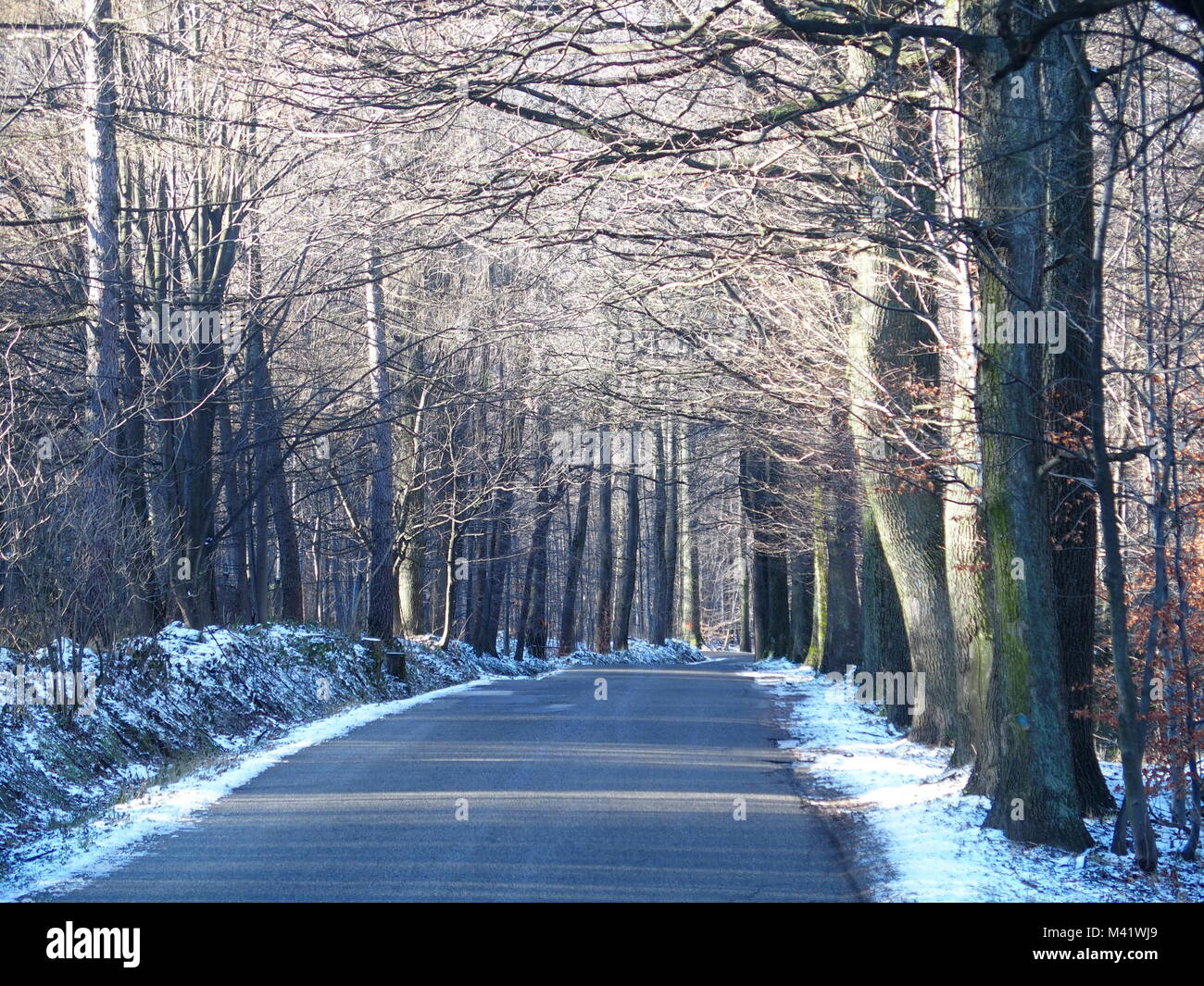 Road in abandoned forest in winter Stock Photo - Alamy