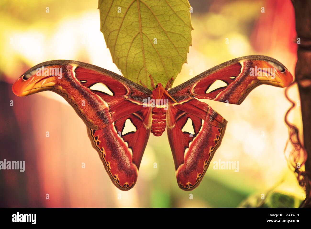 Atlas Moth Stock Photo Alamy