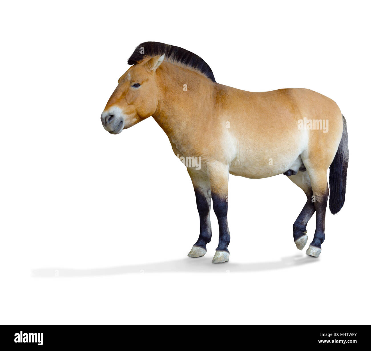 Przewalski's horse. Isolated over white background. the little horse scribbles Stock Photo