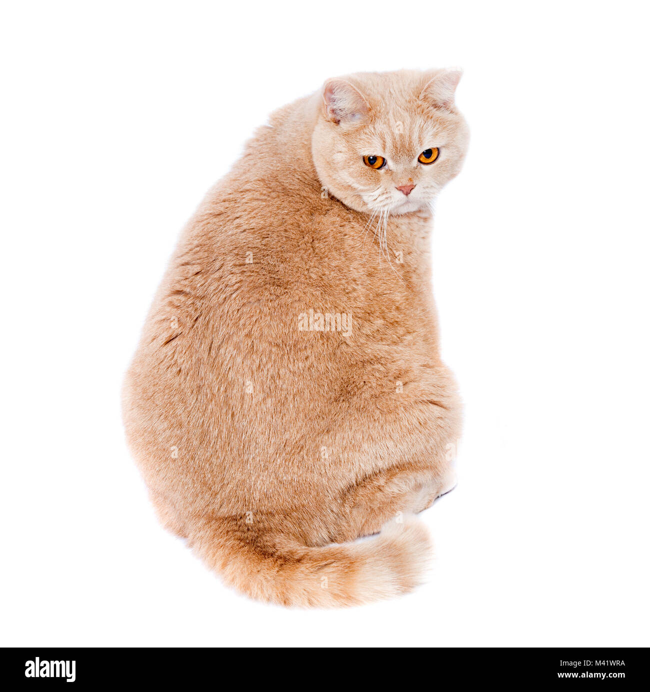 Crème fat cat 9'8 cat scottish straight cream - colored. A fat cat with red hair