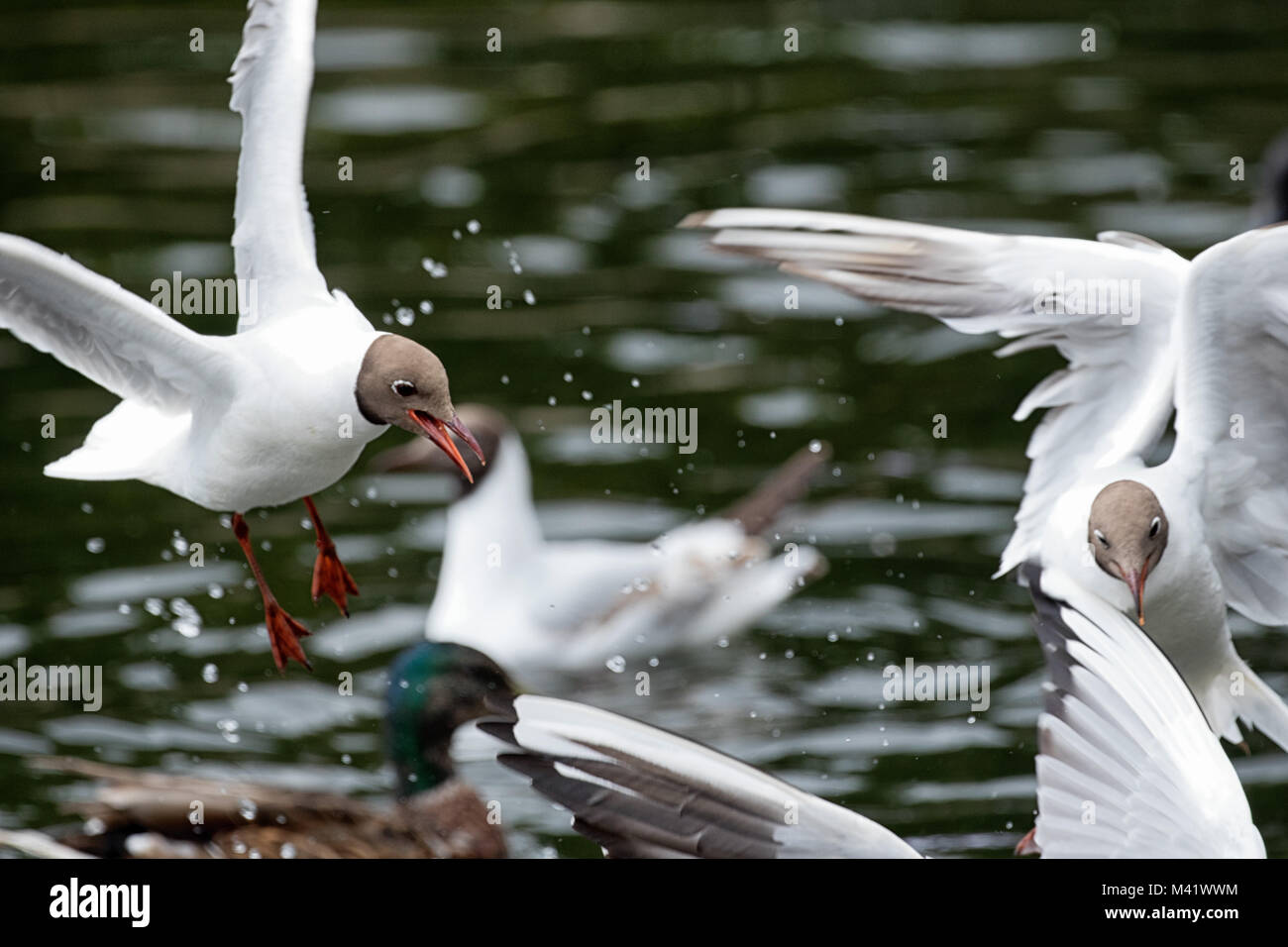 Black-headed Gulls in a feeding frenzy on a lake. Stock Photo