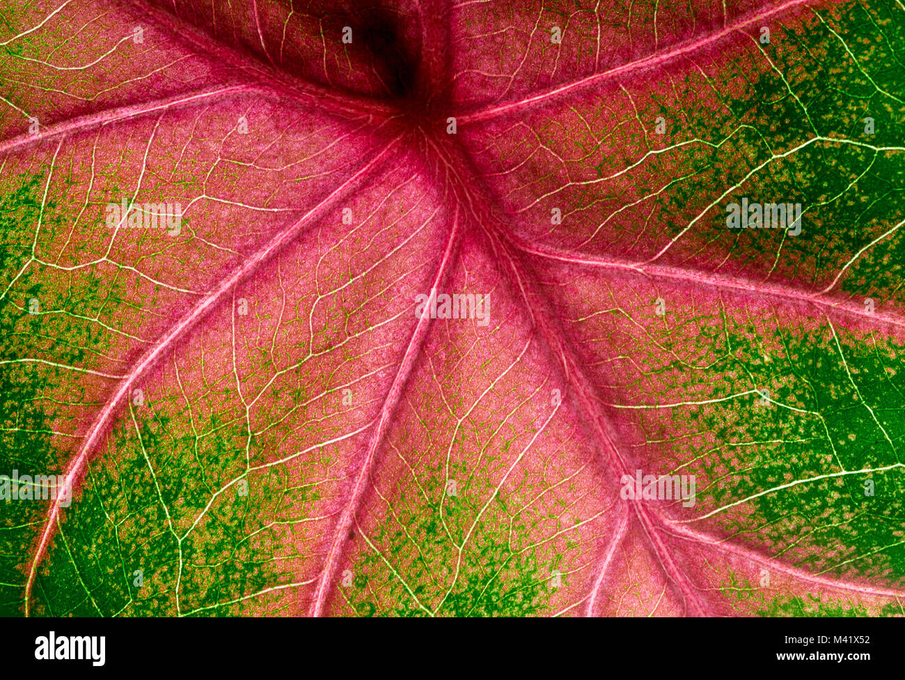 Caladium leaf (elephant ear) super macro closeup, showing details and red veins, abstract foliage background Stock Photo