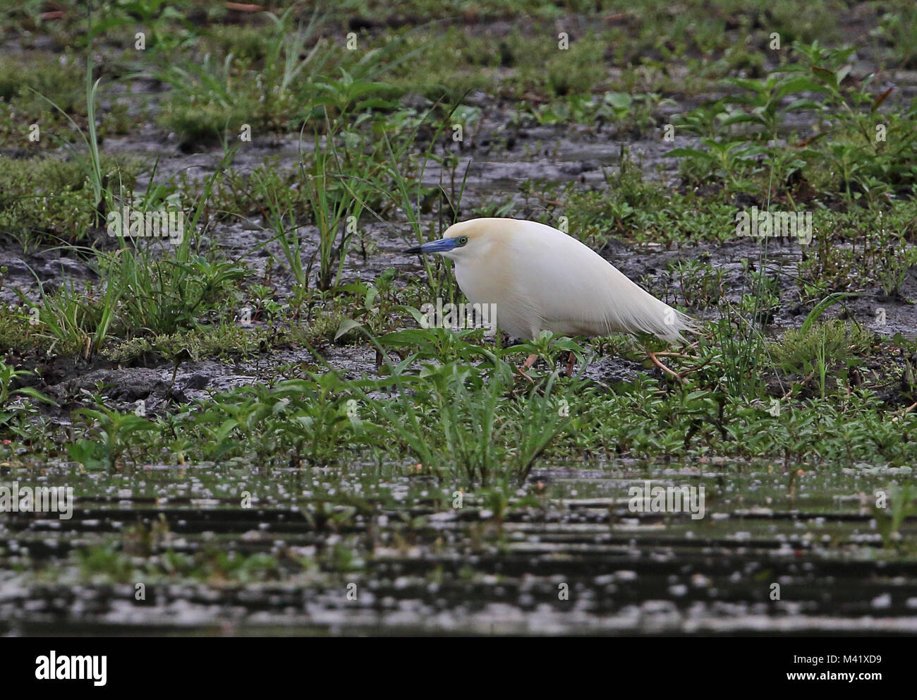 Madagascar Pondheron (Ardeola idae) adult in breeding plumage on lake