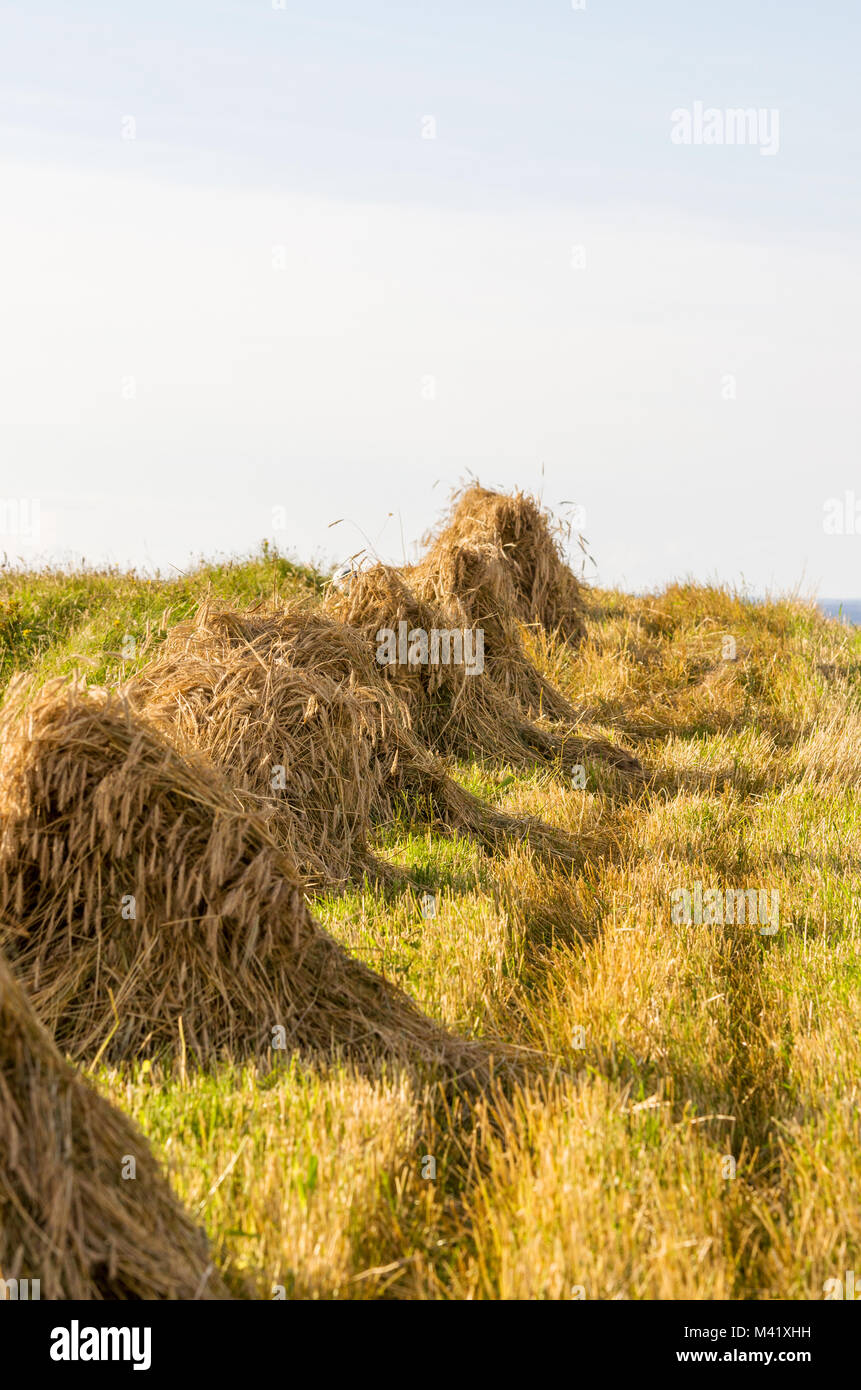 Haystacks -  hay drying in the sun Stock Photo