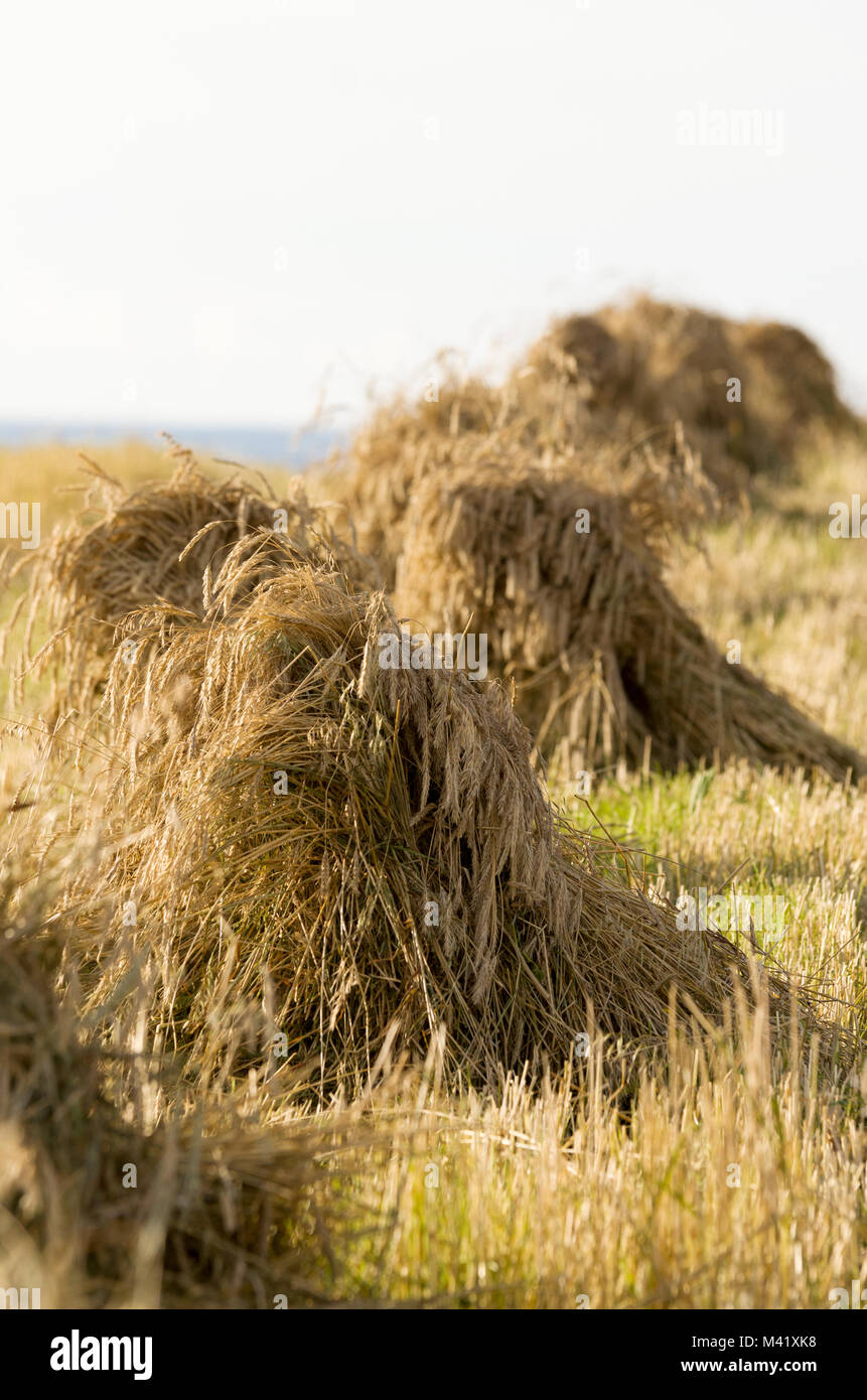 Haystacks -  hay drying in the sun Stock Photo