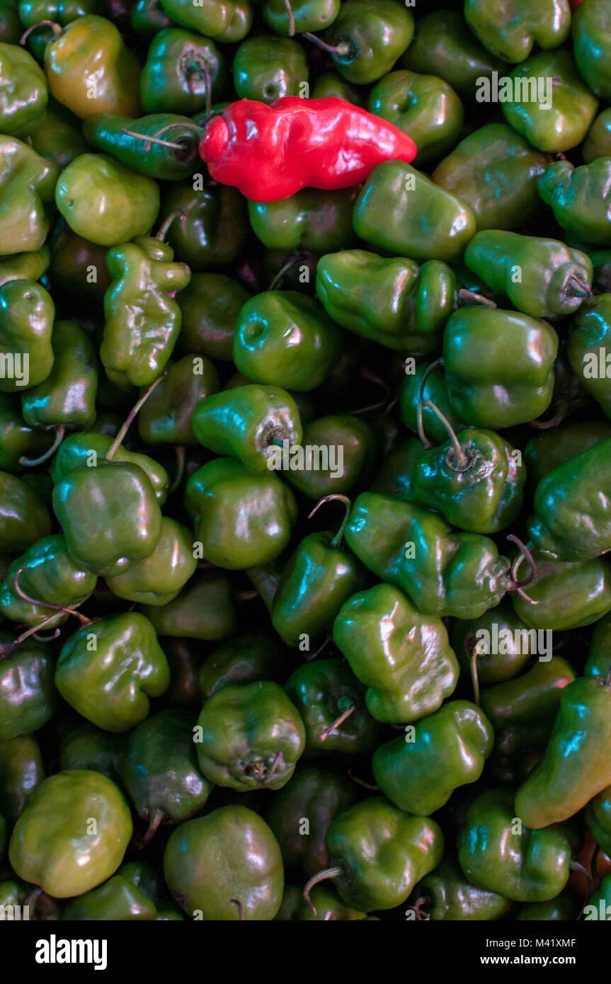 A single red pepper among a pile of identical green peppers Stock Photo