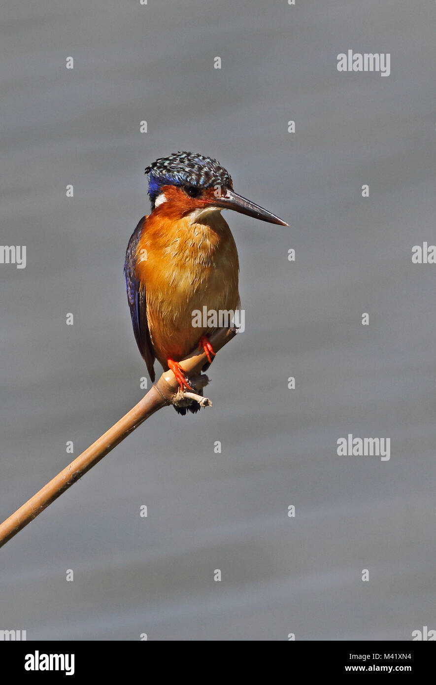 Madagascar Kingfisher (Corythornis vintsioides) adult perched on bamboo