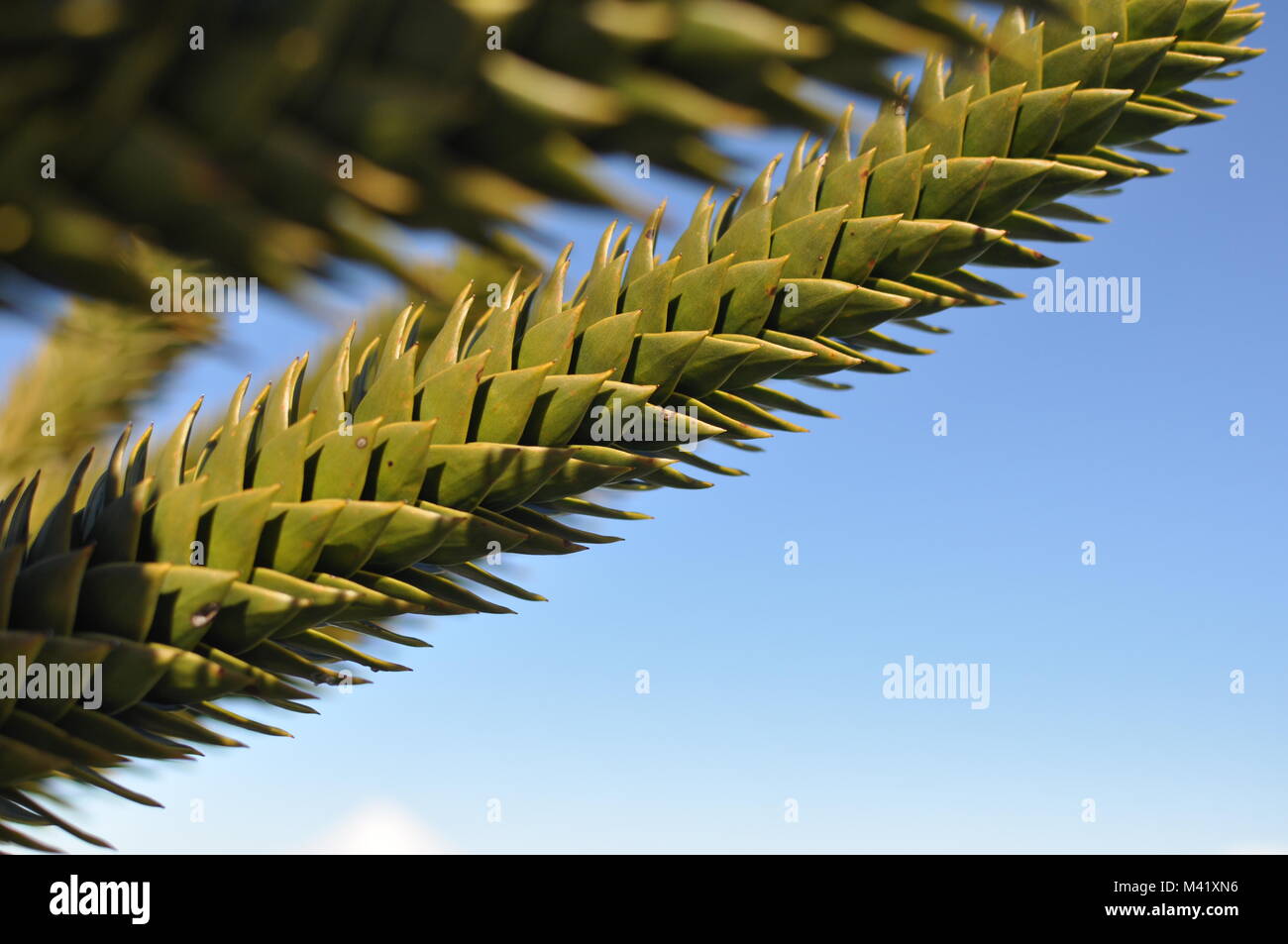 A close-up of the detail of the leaves on a monkey puzzle tree branch in front of a blue sky background Stock Photo