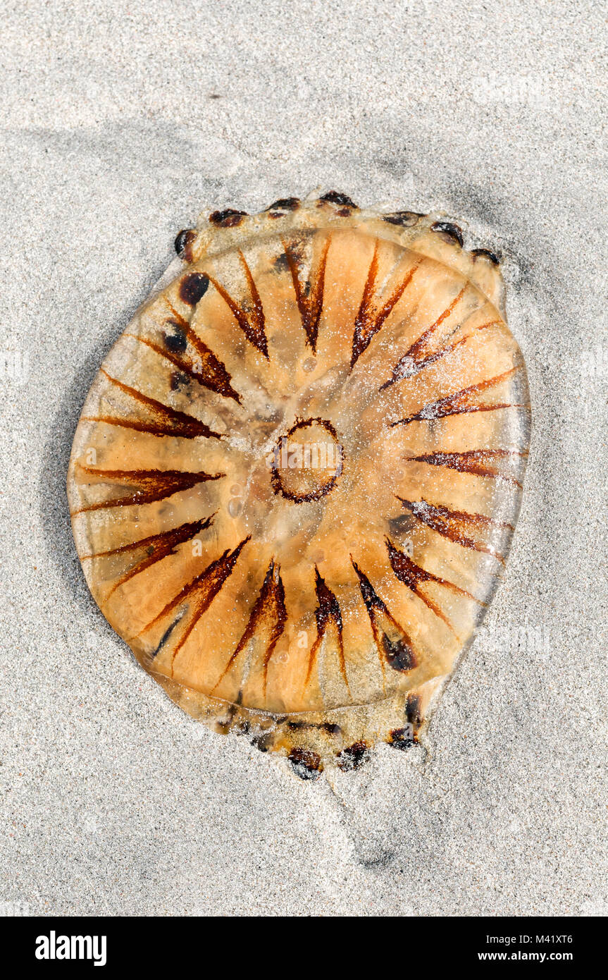 Compass jellyfish - chrysaora hysoscella- on a sandy beach Stock Photo