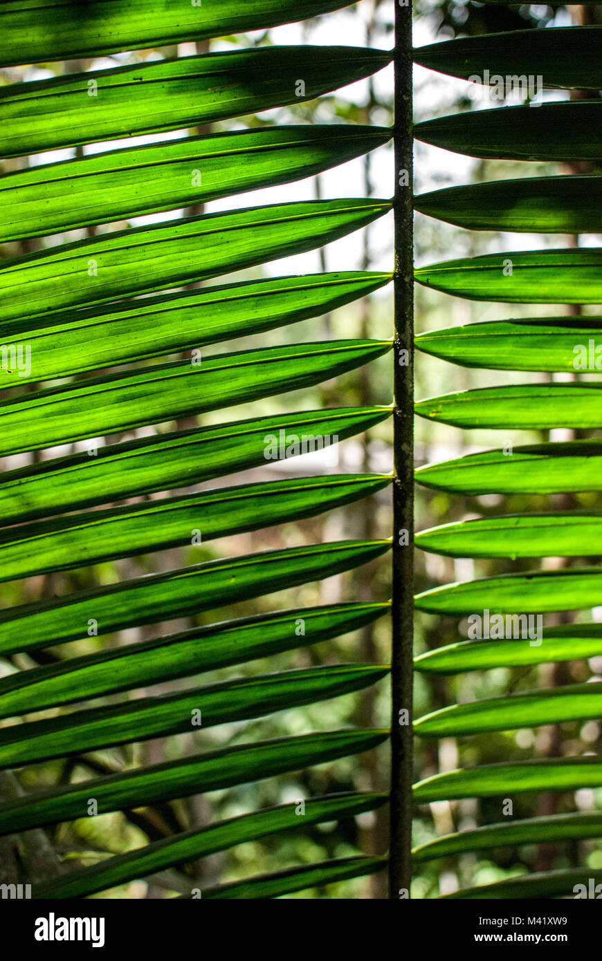 A close-up photo of the detail of the leaves of a plant illuminated by sunlight in the Amazon jungle Stock Photo