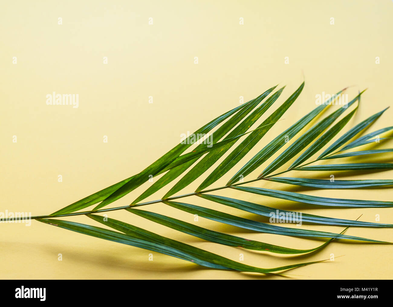 A palm tree leave on a bright yellow background Stock Photo - Alamy