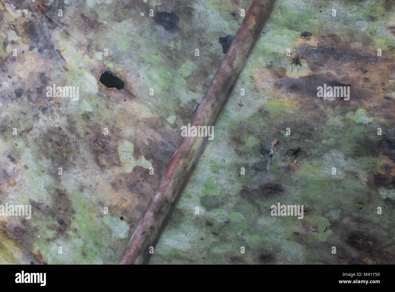 Leaf Pattern Rspb A colorful, textured pattern on a leaf in the rainforest Stock Photo ...