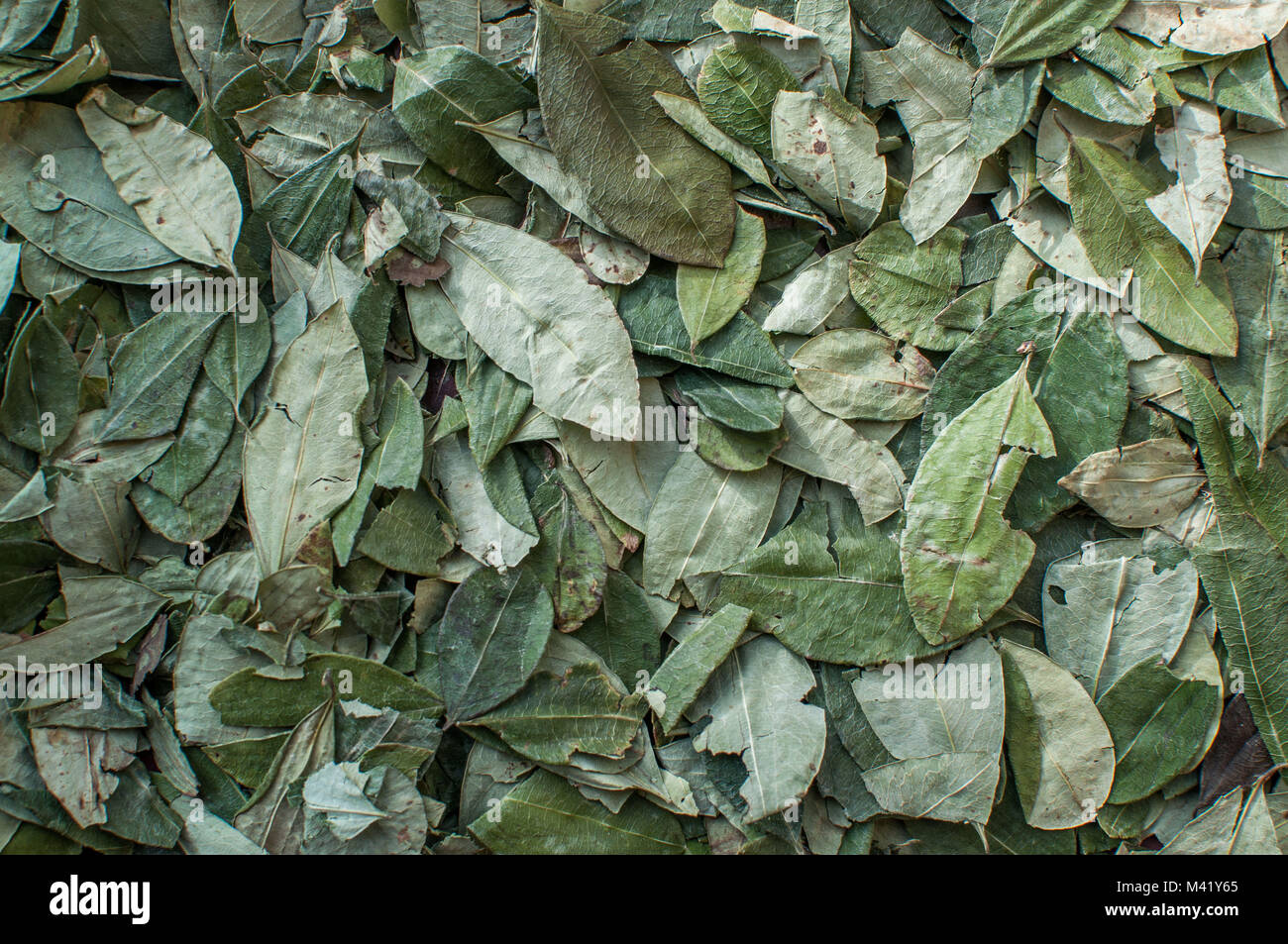 A pile of green leaves from the coca plant in Bolivia Stock Photo