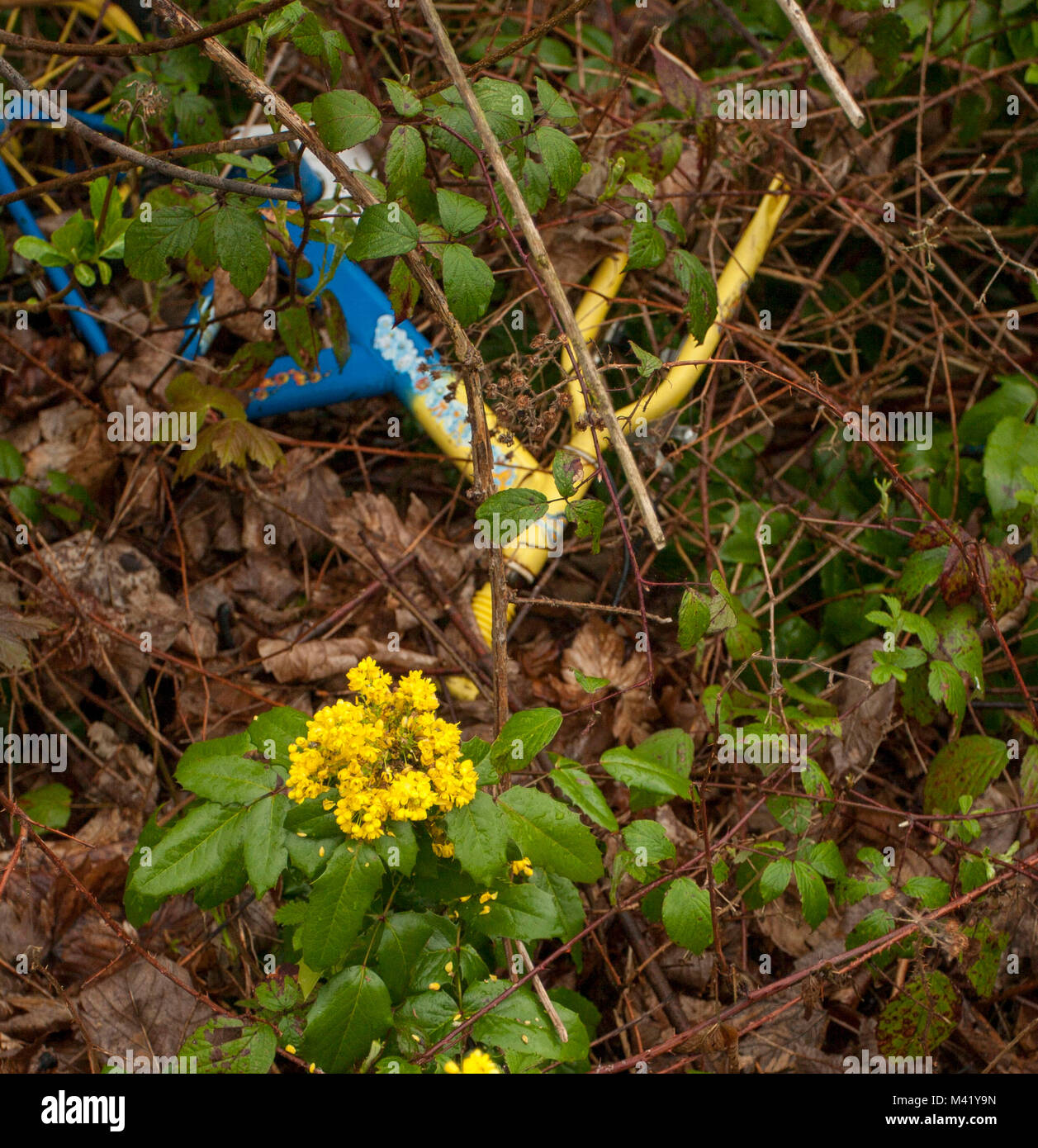 Discarded blue and yellow childs bike on woodland floor with yellow spring flowers in Greater London, England, United Kingdom Stock Photo