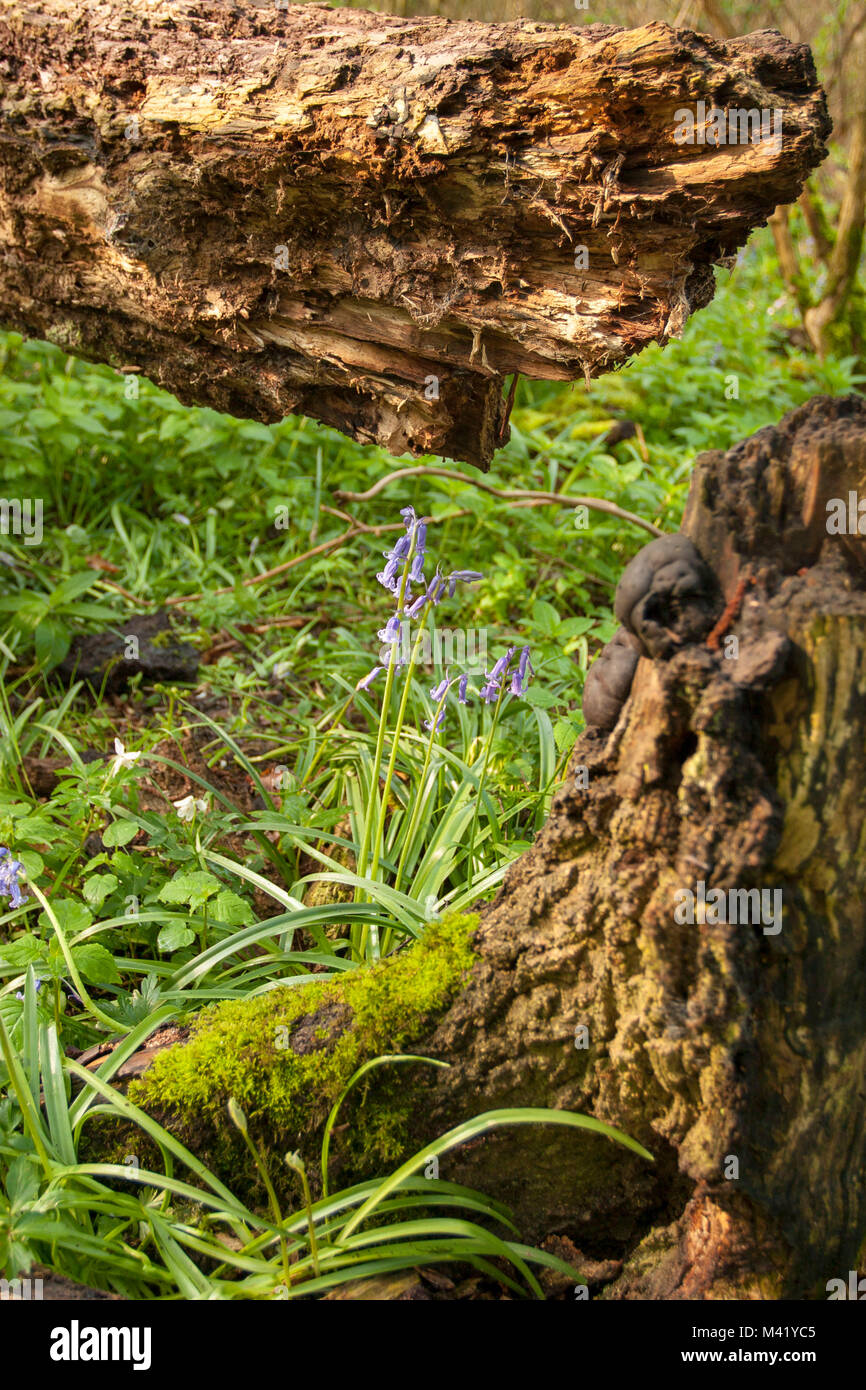 Bluebells with moss covered wood in Kent woodland Stock Photo