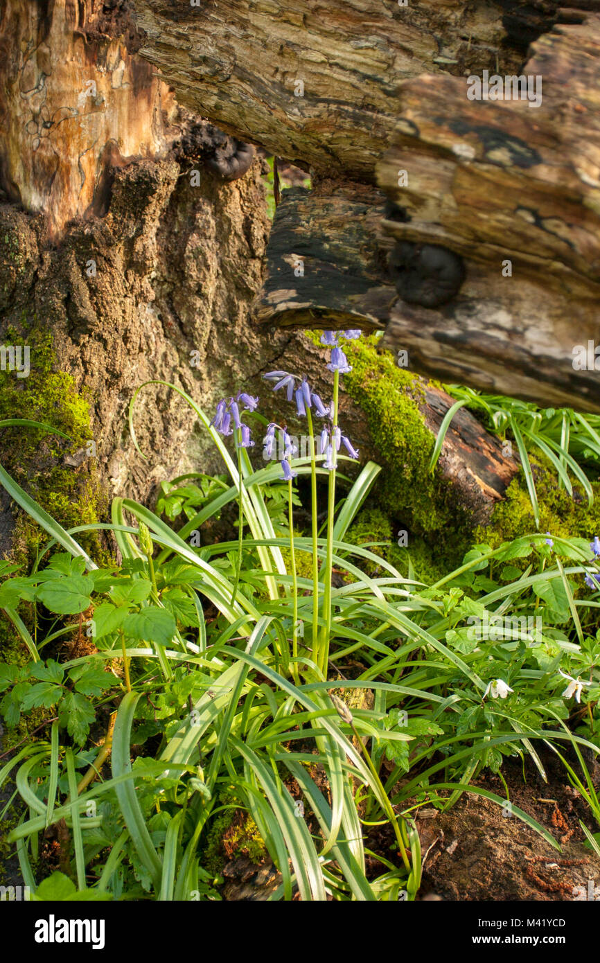 Bluebells with moss covered wood in Kent woodland Stock Photo