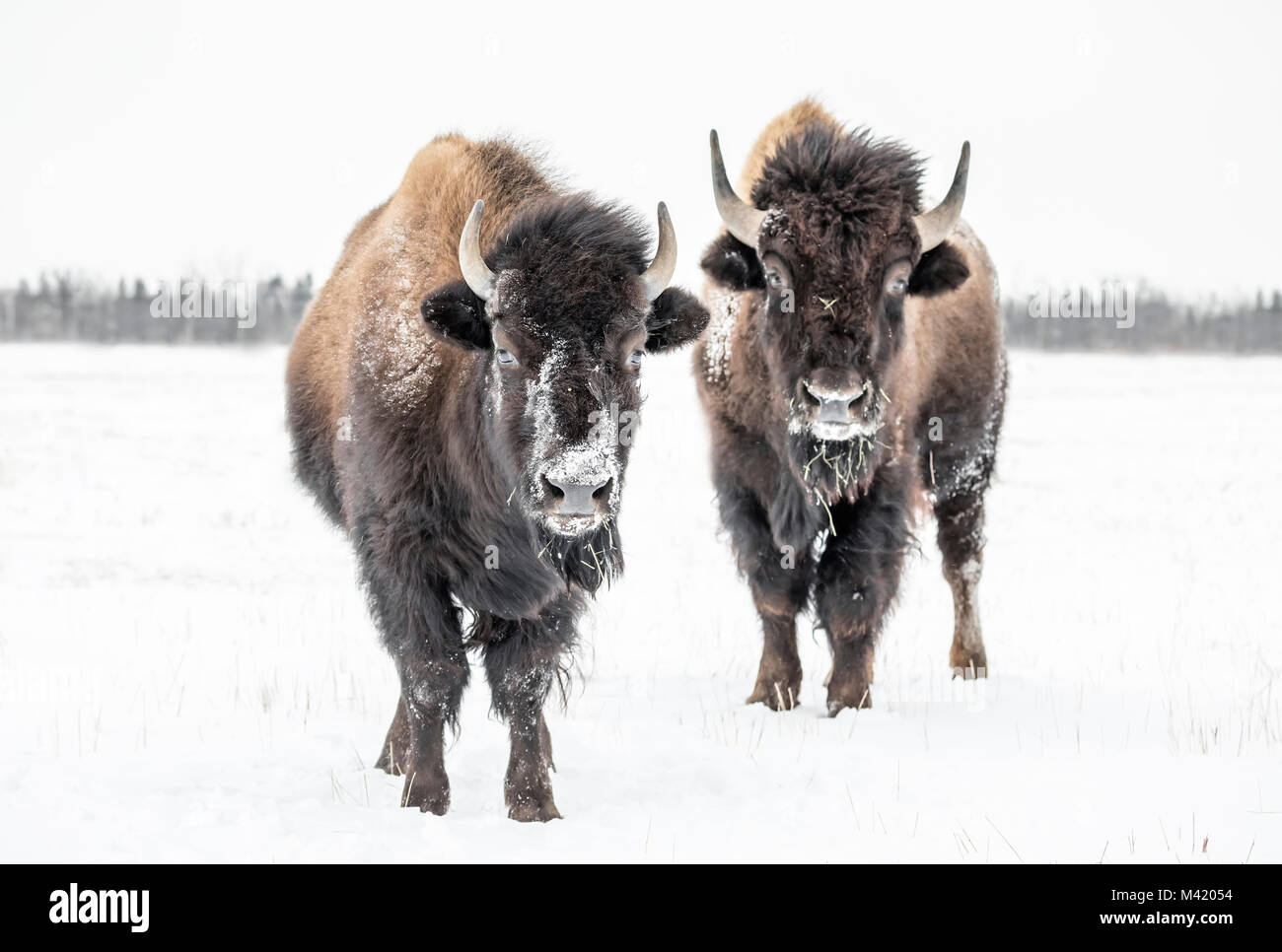 Plains Bison, (Bison bison bison) or American Buffalo, in winter, Riding Mountain National Park, Manitoba, Canada. Stock Photo