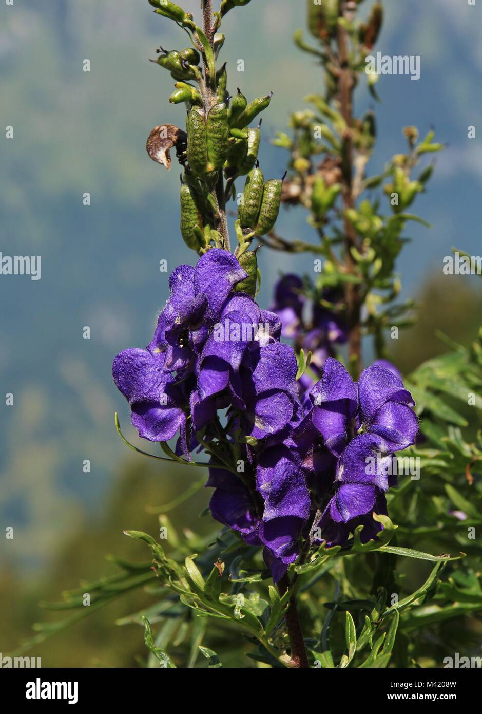 Monkshood, beautiful but very poisonous flower growing in the Alps. Stock Photo