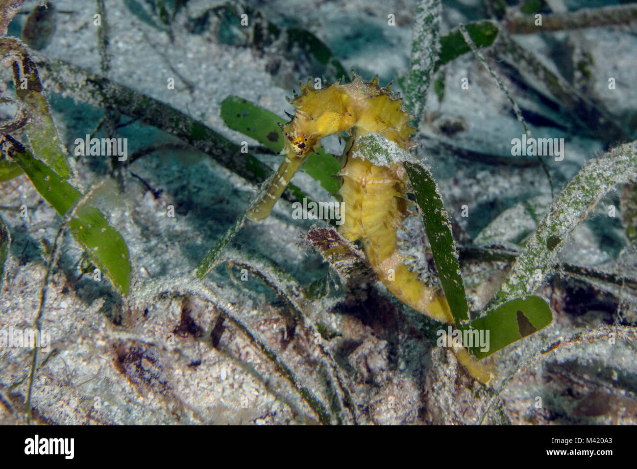 Yellow spiny seahorse (Hippocampus histrix) near Panglao Island, Philippines Stock Photo