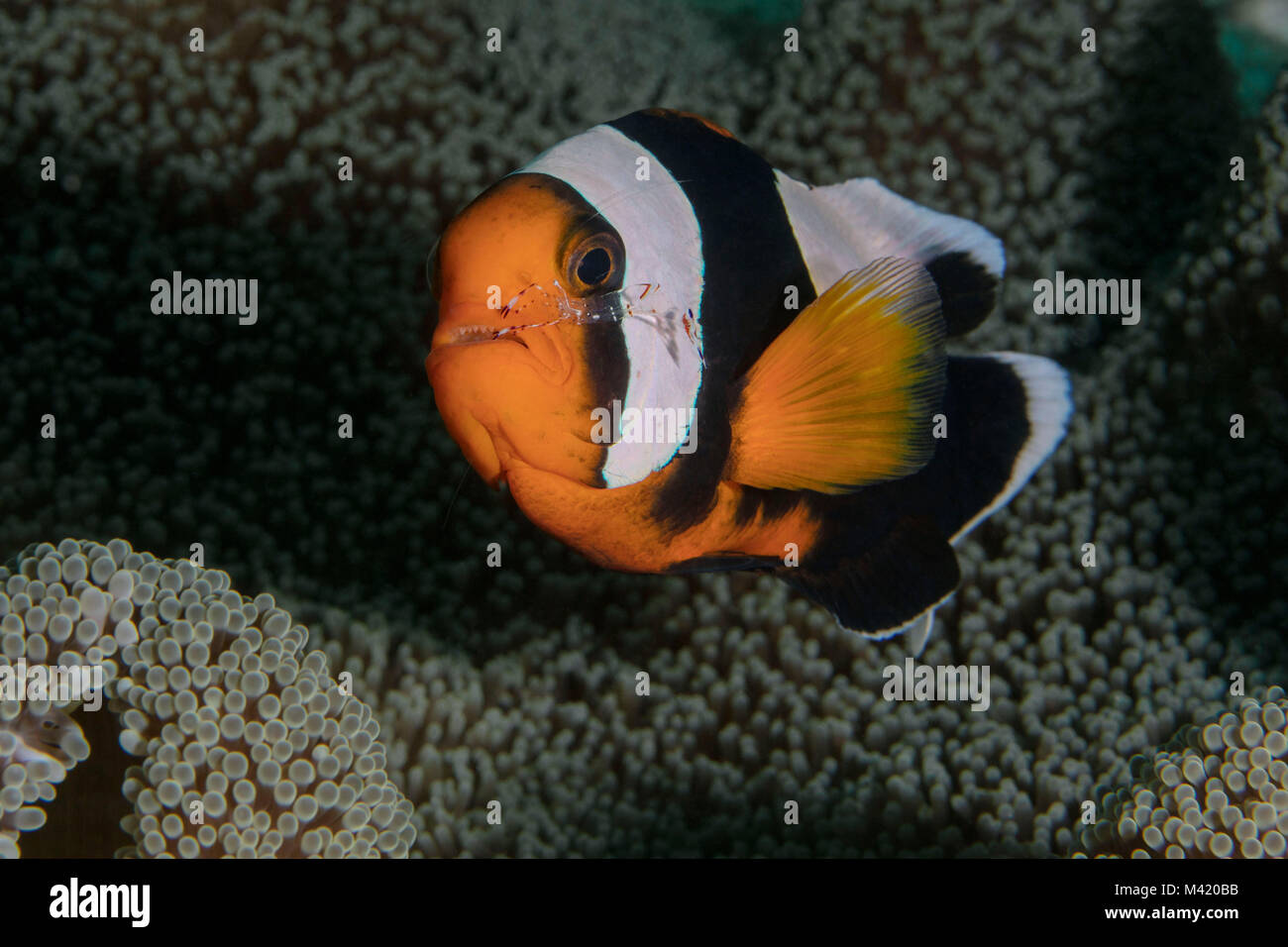 Little buddy. Anemonefish and shrimp (Ancylomenes holthuisi cleaning Amphiprion polymnus) near Panglao Island, Philippines. Stock Photo