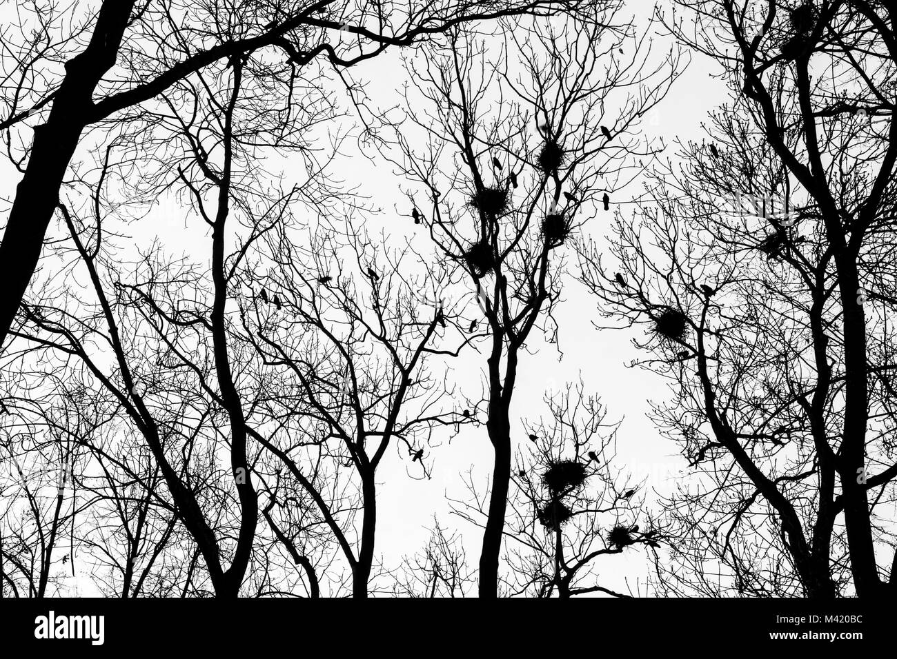 A black and white picture from the city park when the darkness comes. The silhouettes of the trees are only visible with the nests of the crows. Stock Photo