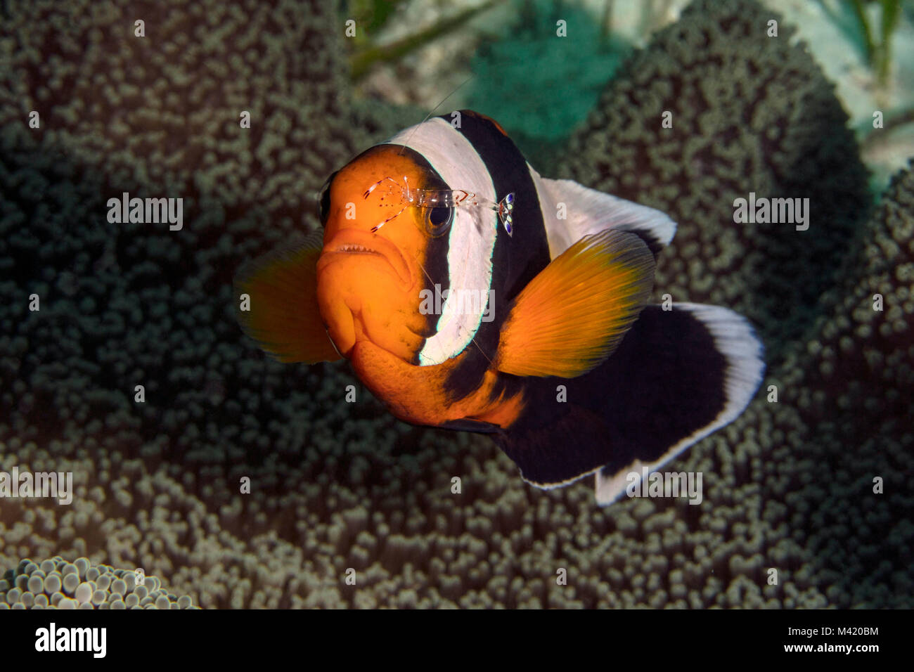 Little buddy. Anemonefish and shrimp (Ancylomenes holthuisi cleaning Amphiprion polymnus) near Panglao Island, Philippines. Stock Photo