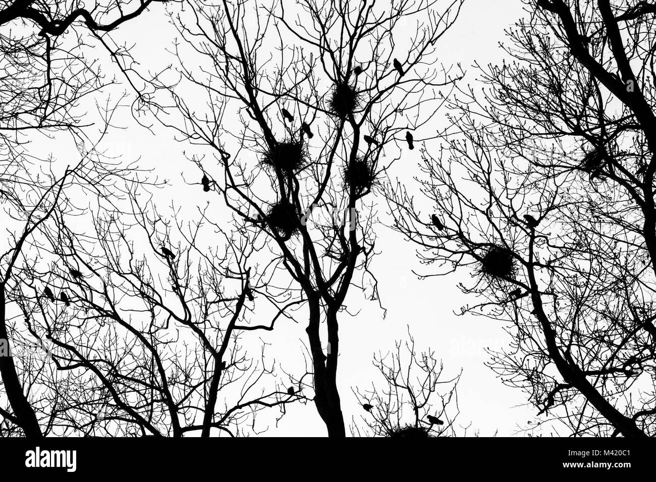 A black and white picture from the city park when the darkness comes. The silhouettes of the trees are only visible with the nests of the crows. Stock Photo