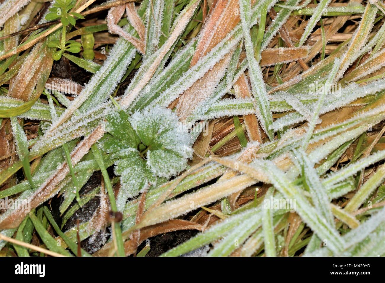 Grass covered in frost on a winter's morning Stock Photo