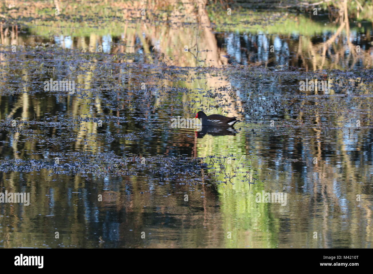 Moorhen on water with reflection Stock Photo