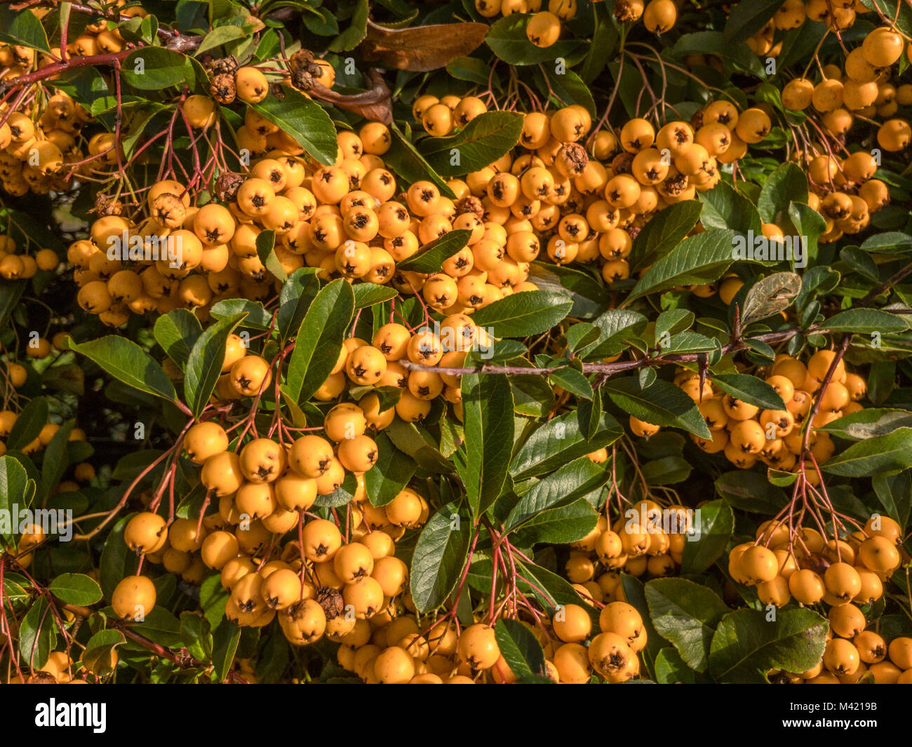Close up shot of an abundance of winter berries on a garden shrub.  The berries are yellow and very vibrant Stock Photo