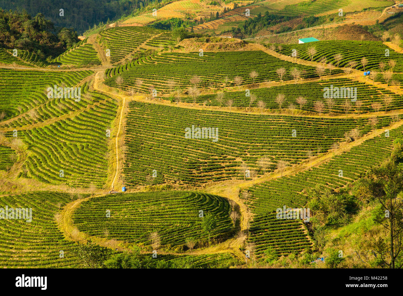 View of the rice fields and harvest of farm land in Sapa Vietnam Stock