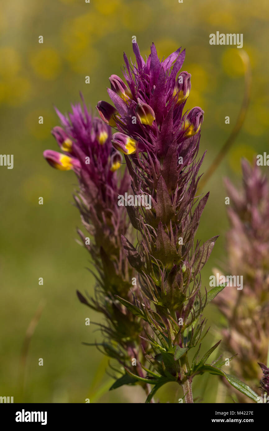 Flowering Field Cow-Wheat  (Melampyrum arvense) Stock Photo