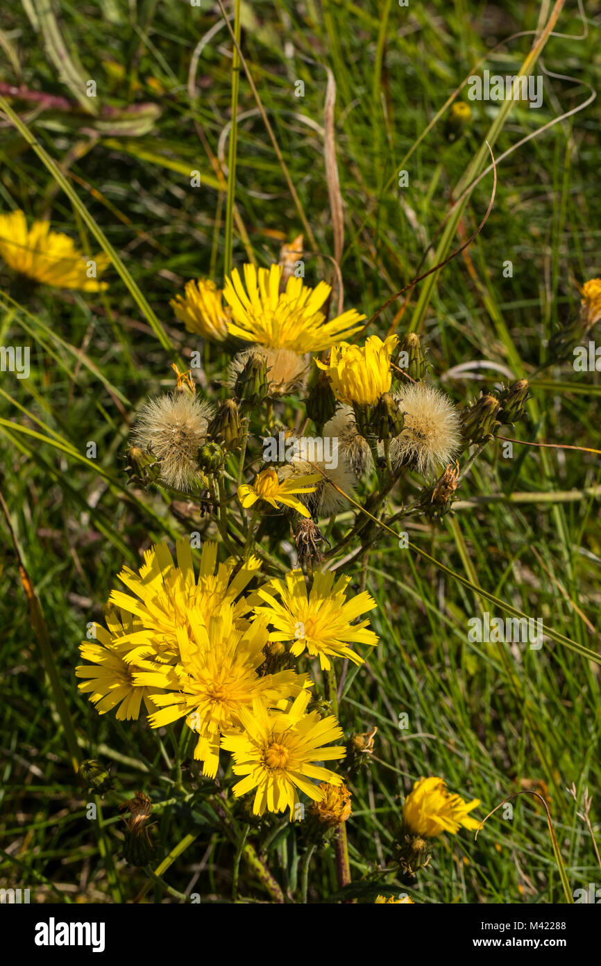 Flowering Leafy Hawkweed (Hieracium umbellatum) Stock Photo