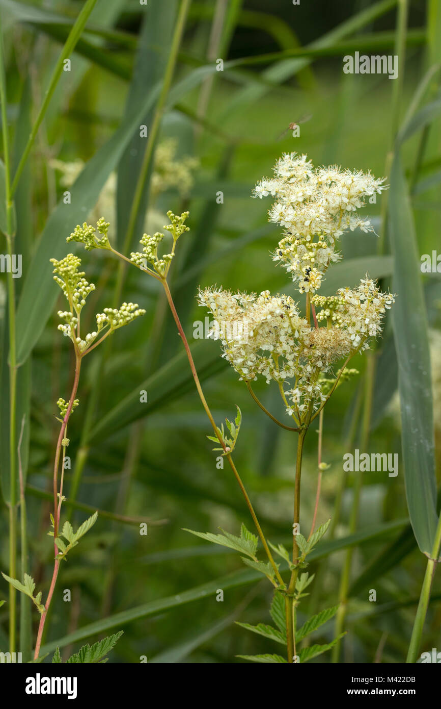 Dropwort (Filipendula vulgaris), Rosaceae Stock Photo