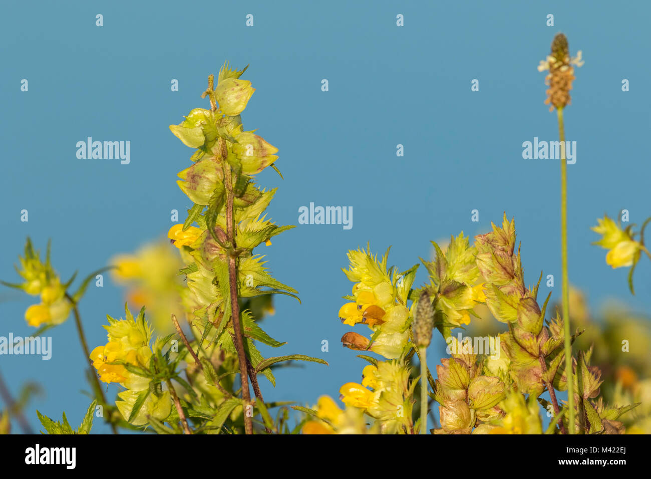 Flowering Greater Yellow-rattle (Rhinanthus serotinus ssp. serotinus), Stock Photo