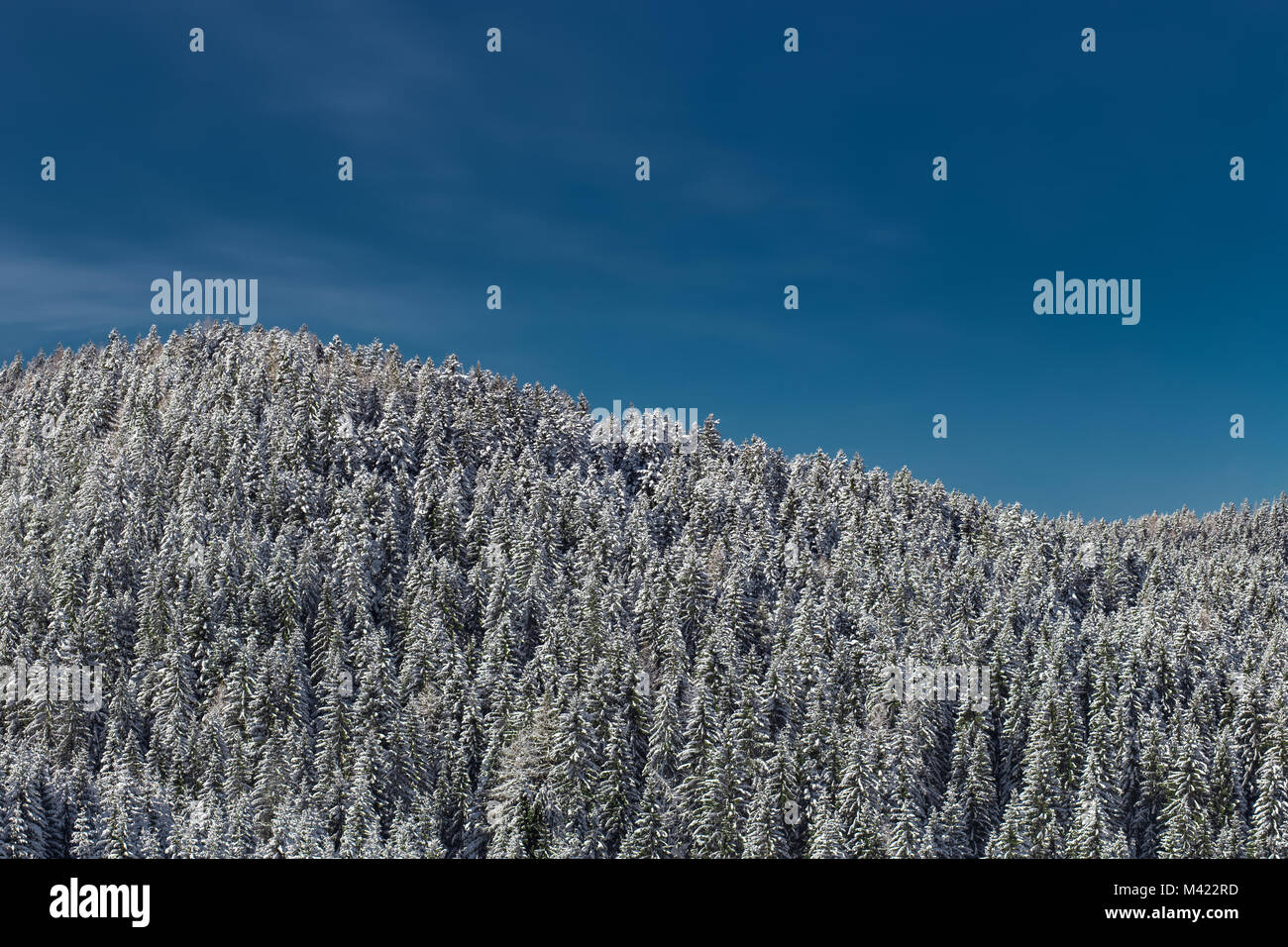 Snow capped treetops and blue sky Stock Photo